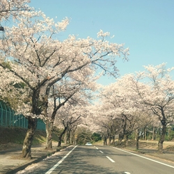 こちらの桜をま...