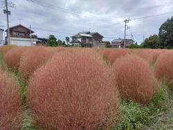ほんのり色づき...