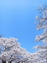 桜を見に行こう...