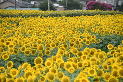 近くまで来たの...