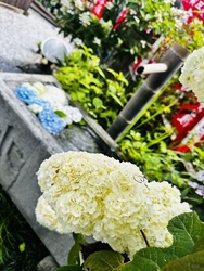 あじさい坂の入...