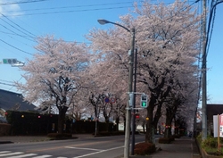 朝は渋滞の車で...