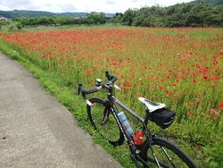 熊田にポピー畑...