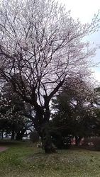 今はちょうど梅...