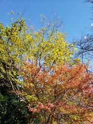 佐久山のもみじ...