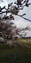 国指定史跡に桜...