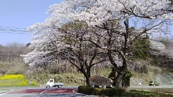 春を楽しみにし...