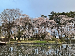 満開の桜を観に...