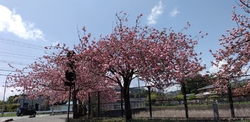 この日は八重桜...