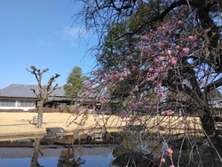 しだれ梅が素敵...