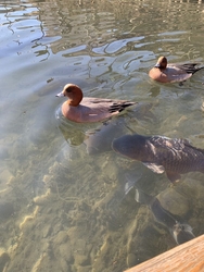 近くに用事があ...