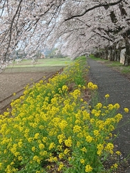 今日は、４月４...