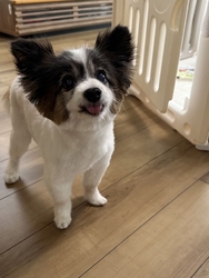 14歳のパピヨ...