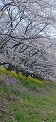 今日は、4月7...