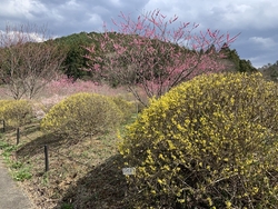 今年は4月1日...