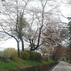 今年も日光街道...