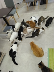 猫見屋さんの猫...