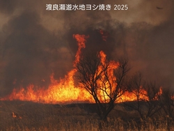 春の風物詩【渡...