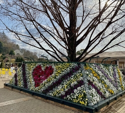 春が来たかのよ...
