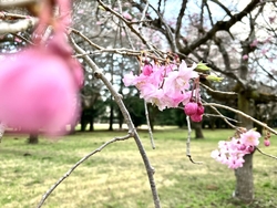 ちょこっと桜の...