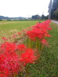 のどかな田園風...