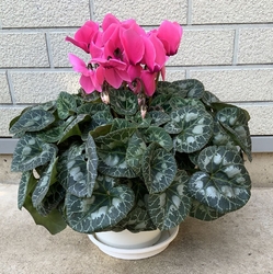 鉢植えのシクラ...