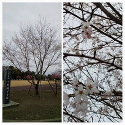 標柱脇に1本の...