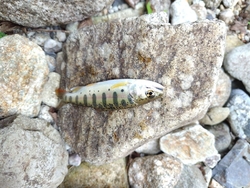 湯ノ湖の釣行後...