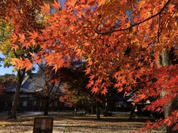 紅葉がきれいだ...