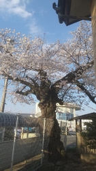 週末はお天気悪...