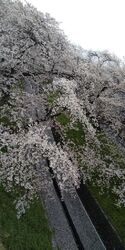 足利市の桜名所...