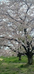 今日は、3月3...