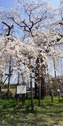 294号沿いの...
