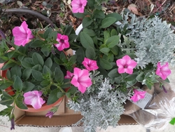 じゃがいもが欲...