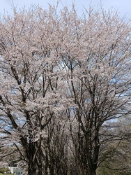 ４月6日（月）...