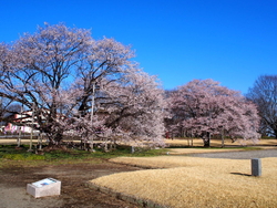 天平の丘公園の...