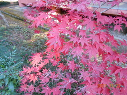 紅葉の名所とい...