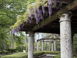 藤の花が見たく...