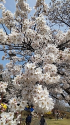 天気がいいので...