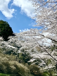 金曜日ですが桜...