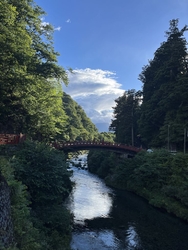 木々の葉が夏ら...