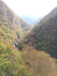こちらも紅葉写...