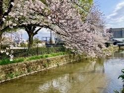 巴波川は、蔵屋...