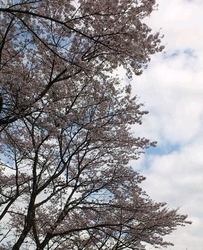 桜や梅がみごと...