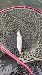 釣りキャンプの...