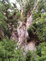 上栗山の御神木...