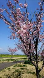 こちらの公園か...