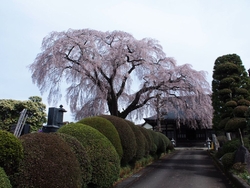 大きなしだれ桜...