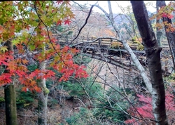塩原へ紅葉を観...