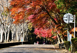 今年最後の紅葉...